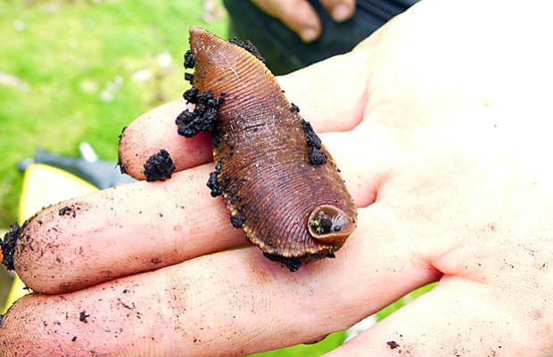 Rare leeches found on NZ islands
