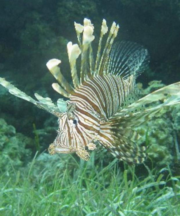 Americans urged to eat lionfish