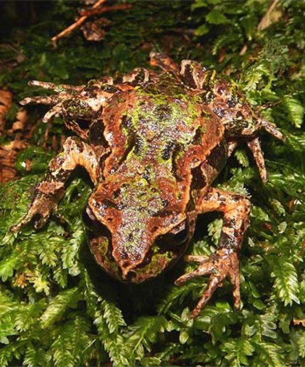Rare frog breeds at Auckland Zoo
