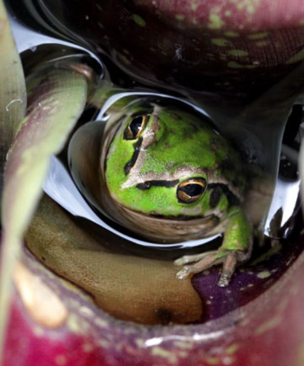 Frogs make themselves at home
