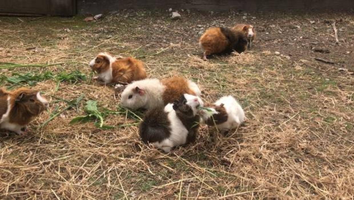 West Coast guinea pig collection becomes Kiwi famous