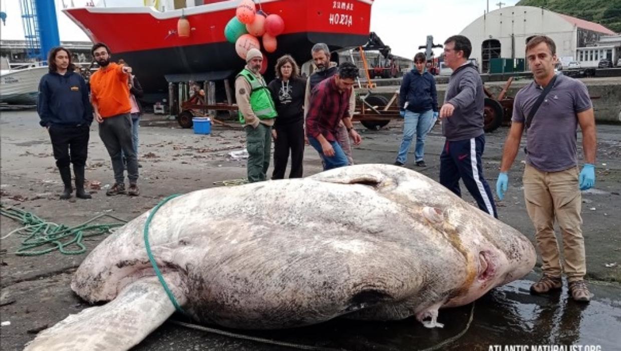 Giant sunfish washes up on a beach in Australia
