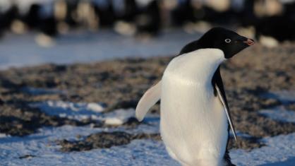 Penguins originated in Australia and New Zealand -- not the Antarctic, new  study finds