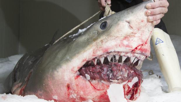 Great White shark dies after getting tangled in fishing net off