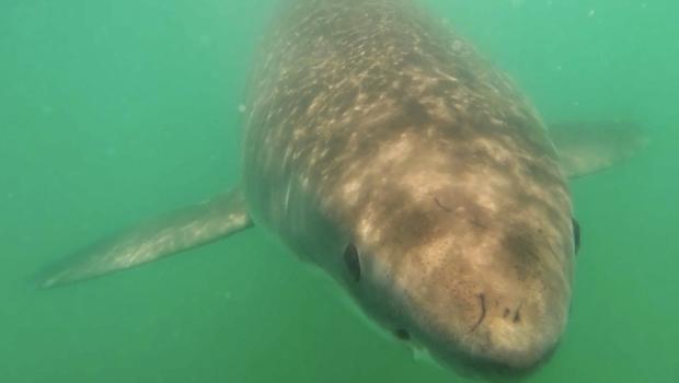 Daisy the Great White shark goes missing, then so does her tracking tag