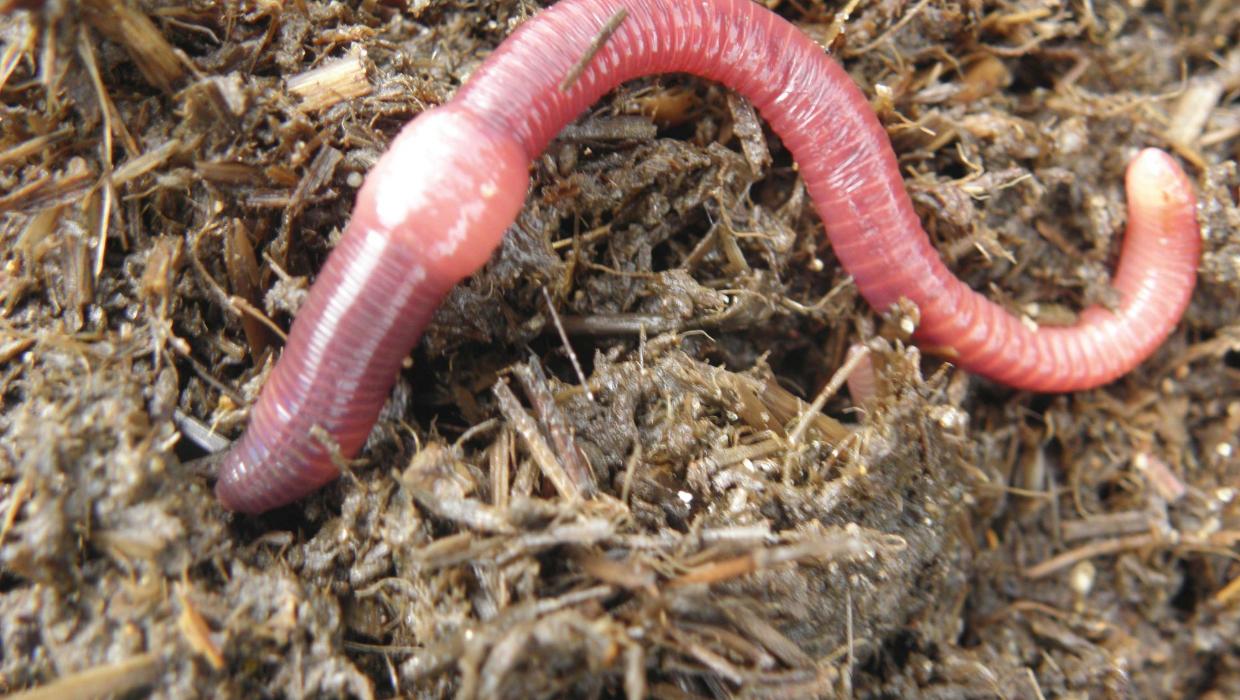 All worms are not equal: here's how to identify the ones in your garden
